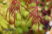 - Acer palmatum 'Red Filigree Lace' Dwarf Japanese Maple - Mr Maple │ Buy Japanese Maple Trees