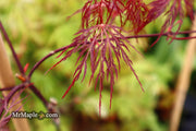 - Acer palmatum 'Red Filigree Lace' Dwarf Japanese Maple - Mr Maple │ Buy Japanese Maple Trees