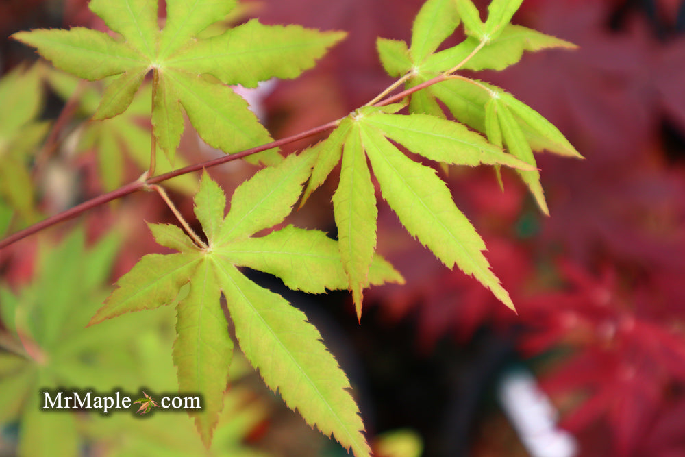 Acer palmatum 'Patricia' Japanese Maple