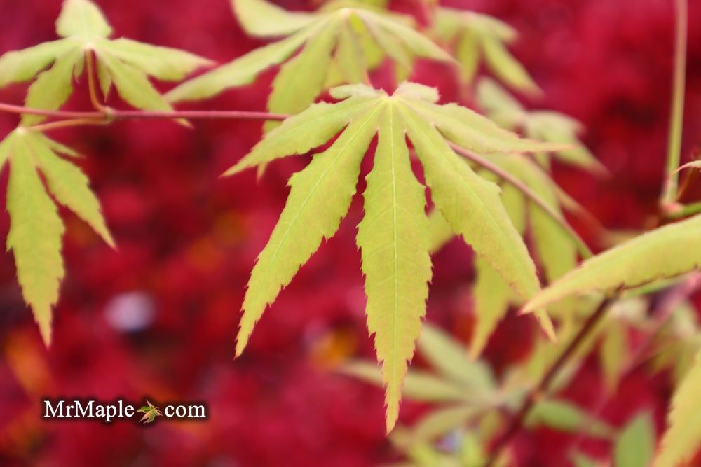 Acer palmatum 'Patricia' Japanese Maple