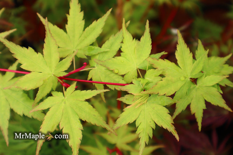 - Acer palmatum 'Sango kaku' Coral Bark Japanese Maple - Mr Maple │ Buy Japanese Maple Trees