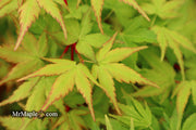 - Acer palmatum 'Sango kaku' Coral Bark Japanese Maple - Mr Maple │ Buy Japanese Maple Trees