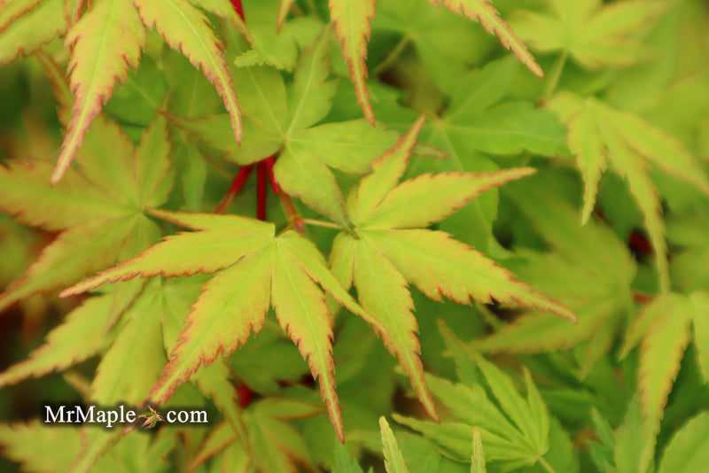 - Acer palmatum 'Sango kaku' Coral Bark Japanese Maple - Mr Maple │ Buy Japanese Maple Trees