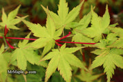 - Acer palmatum 'Sango kaku' Coral Bark Japanese Maple - Mr Maple │ Buy Japanese Maple Trees