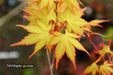 - Acer palmatum 'Kristin's Star' Japanese Maple - Mr Maple │ Buy Japanese Maple Trees