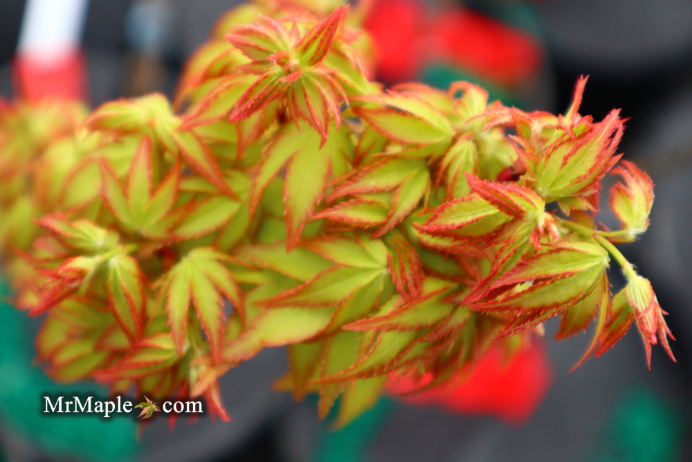 Acer palmatum 'Oto hime' Dwarf Japanese Maple
