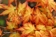 - Acer palmatum 'Kristin's Star' Japanese Maple - Mr Maple │ Buy Japanese Maple Trees