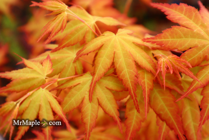 - Acer palmatum 'Kristin's Star' Japanese Maple - Mr Maple │ Buy Japanese Maple Trees
