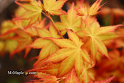 - Acer palmatum 'Kristin's Star' Japanese Maple - Mr Maple │ Buy Japanese Maple Trees