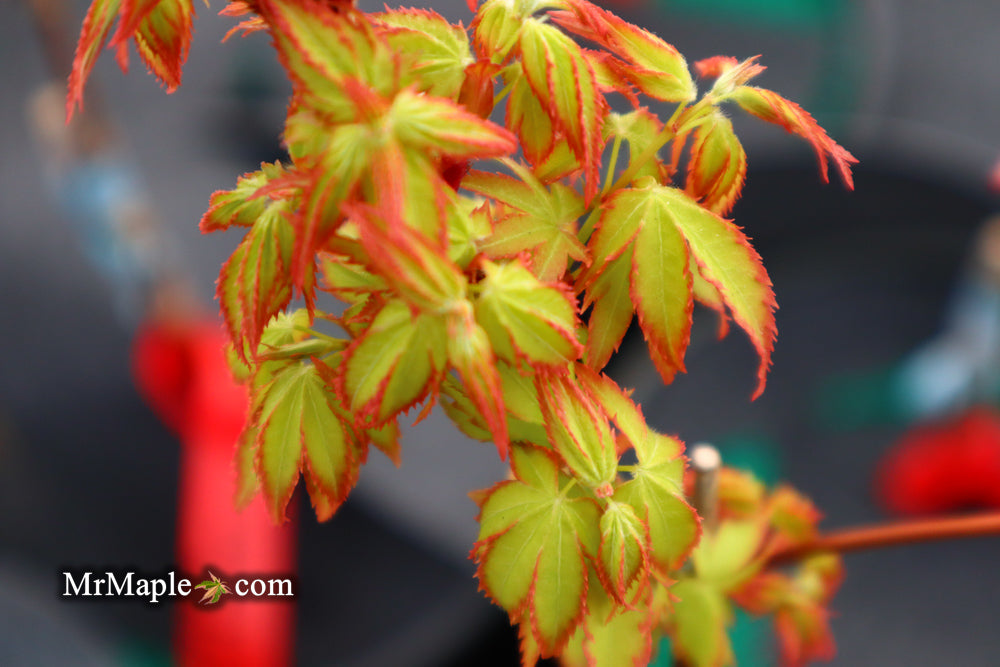 Acer palmatum 'Oto hime' Dwarf Japanese Maple