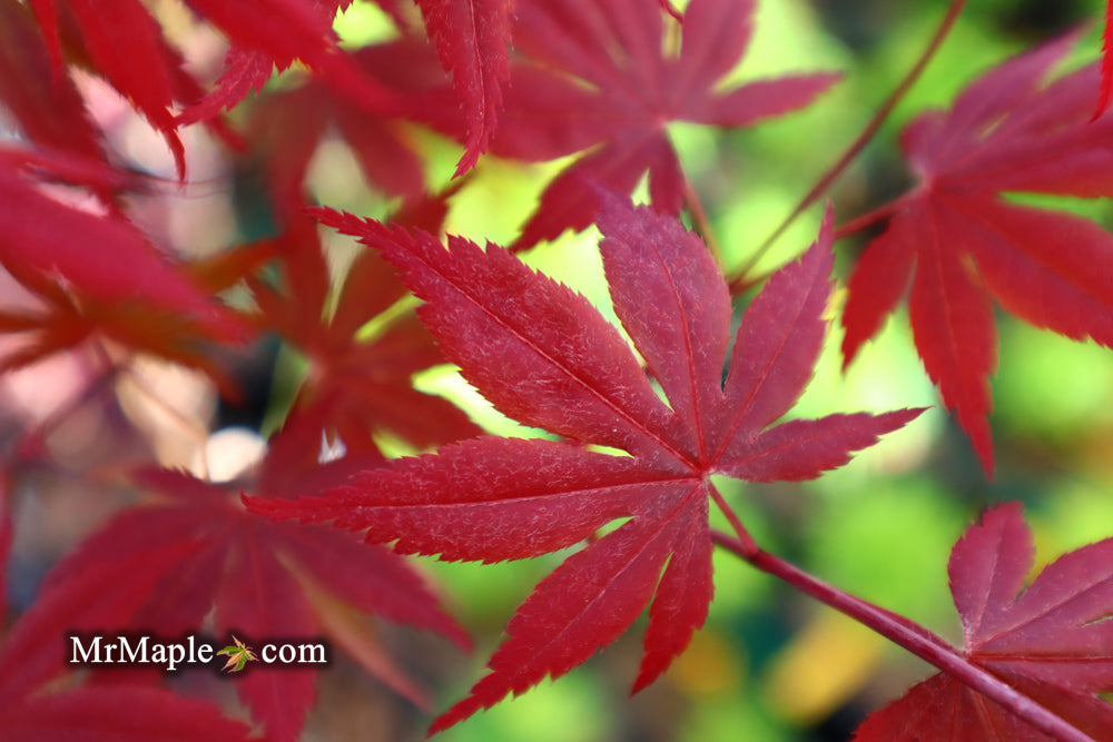 Acer palmatum 'Hess Red Select' Japanese Maple
