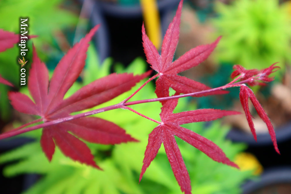 Acer palmatum 'Hess Red Select' Japanese Maple