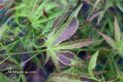 - Acer palmatum 'Manyo no sato' Japanese Maple - Mr Maple │ Buy Japanese Maple Trees