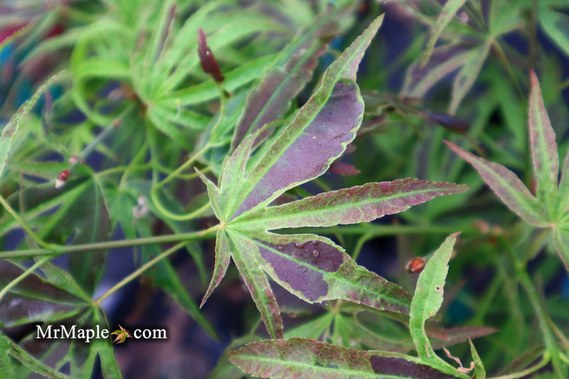 - Acer palmatum 'Manyo no sato' Japanese Maple - Mr Maple │ Buy Japanese Maple Trees