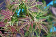 - Acer palmatum 'Manyo no sato' Japanese Maple - Mr Maple │ Buy Japanese Maple Trees