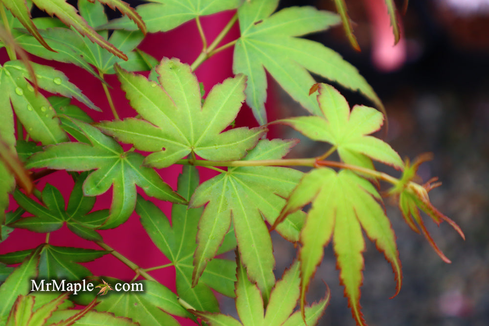 Acer palmatum 'Little Joe' Dwarf Japanese Maple