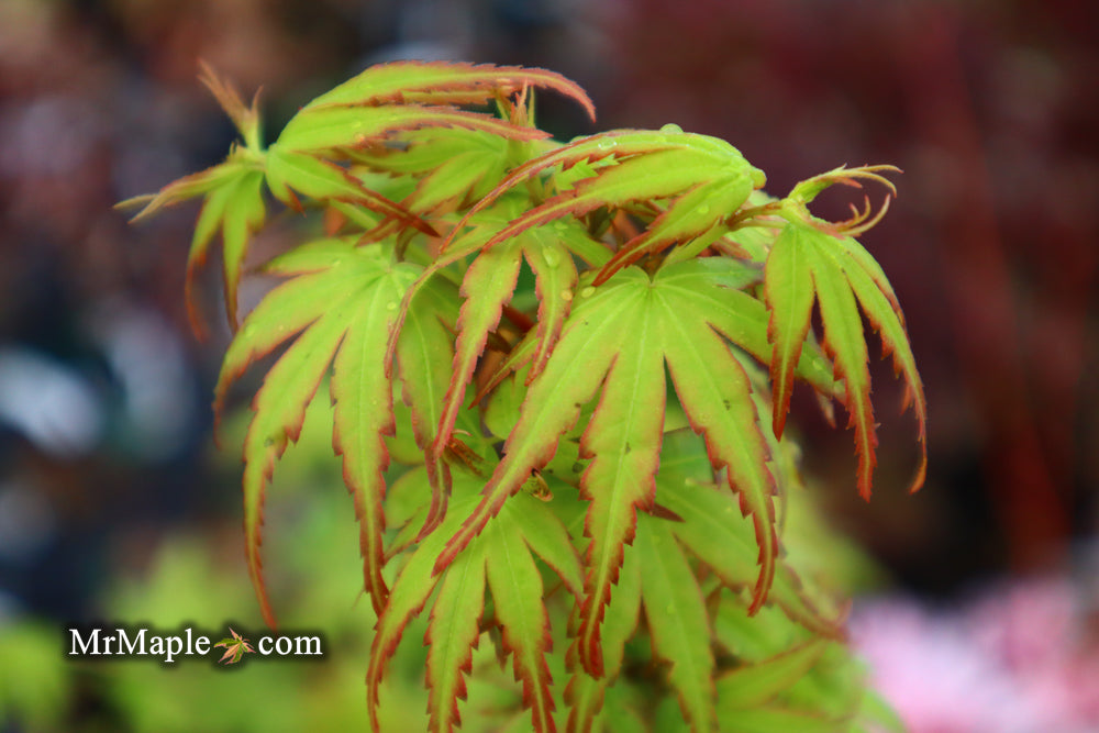 Acer palmatum 'Little Joe' Dwarf Japanese Maple