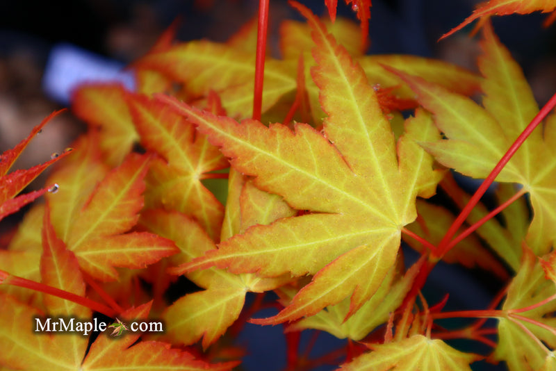 - Acer palmatum 'Alan's Gold' Pinebark Japanese Maple - Mr Maple │ Buy Japanese Maple Trees