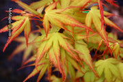 - Acer palmatum 'Alan's Gold' Pinebark Japanese Maple - Mr Maple │ Buy Japanese Maple Trees