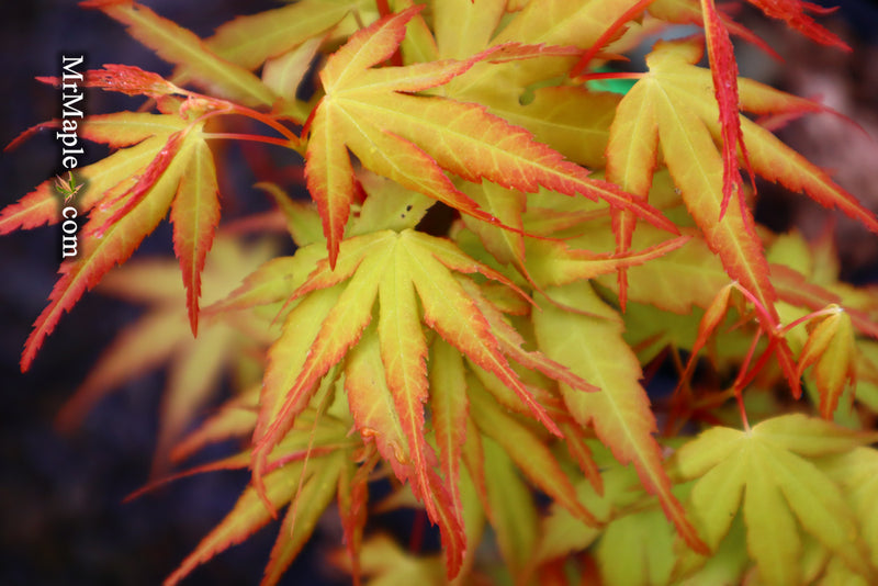 - Acer palmatum 'Alan's Gold' Pinebark Japanese Maple - Mr Maple │ Buy Japanese Maple Trees