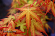 - Acer palmatum 'Alan's Gold' Pinebark Japanese Maple - Mr Maple │ Buy Japanese Maple Trees
