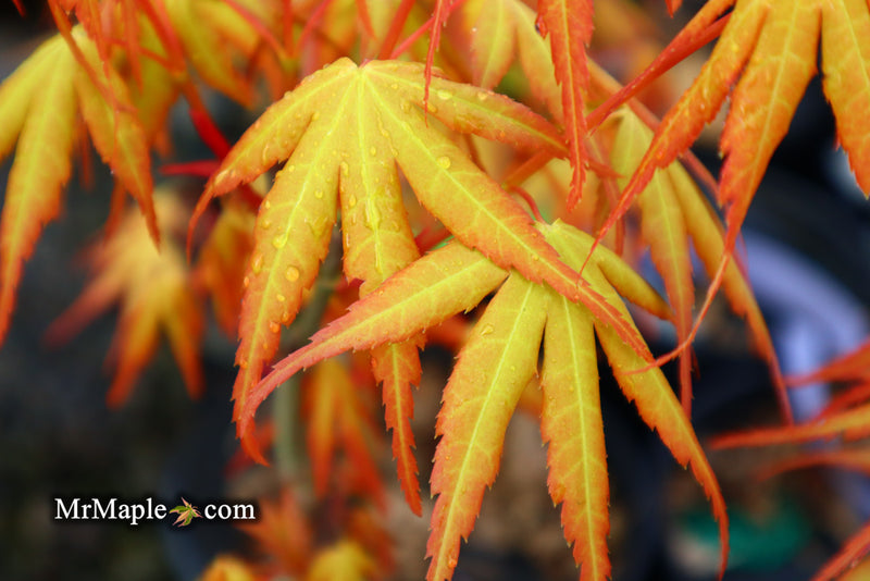 - Acer palmatum 'Alan's Gold' Pinebark Japanese Maple - Mr Maple │ Buy Japanese Maple Trees