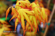 - Acer palmatum 'Alan's Gold' Pinebark Japanese Maple - Mr Maple │ Buy Japanese Maple Trees