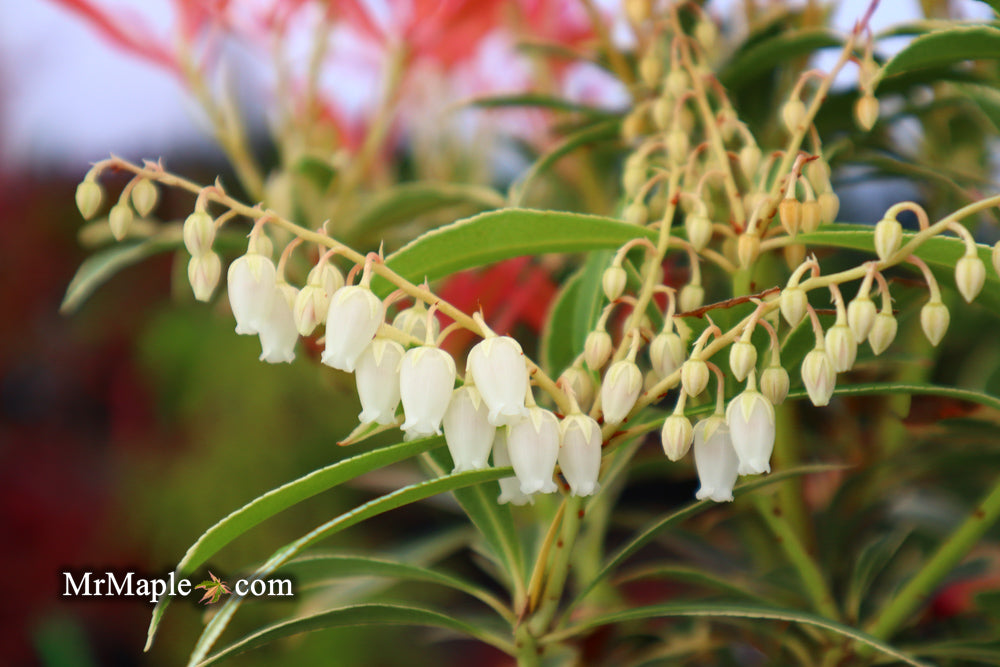 Pieris japonica 'Flaming Silver' Flowering Japanese andromeda