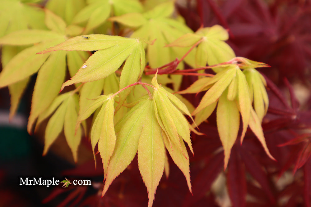 Acer palmatum 'Ichigyoji' Japanese Maple