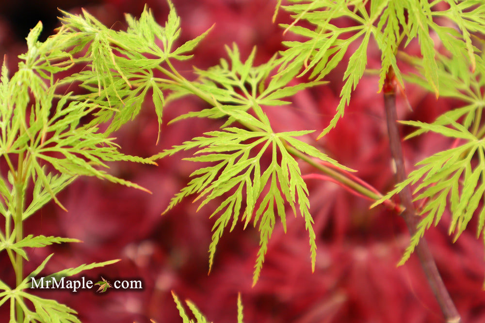 Acer palmatum 'Emerald Lace' Japanese Maple