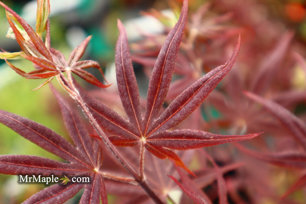 Acer palmatum 'Shojo nomura' Red Japanese Maple