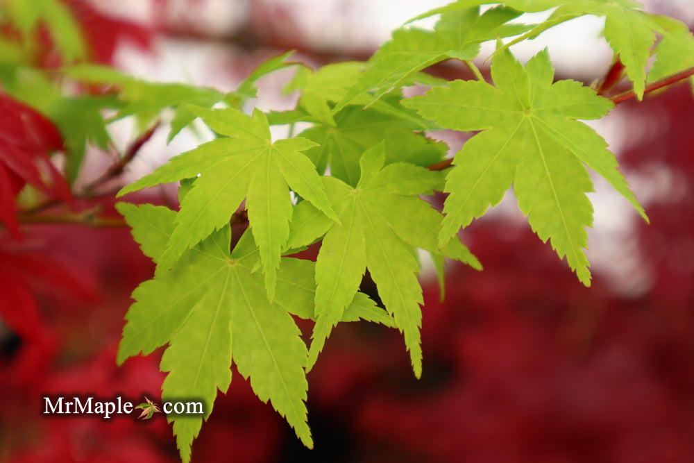 Acer palmatum 'Columnar' Japanese Maple