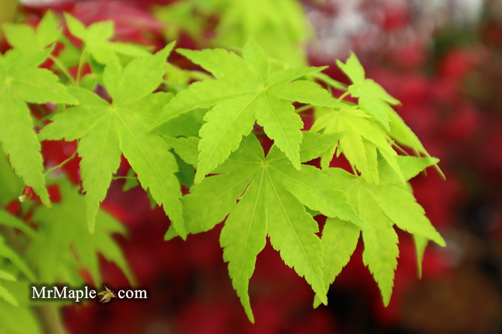 Acer palmatum 'Columnar' Japanese Maple