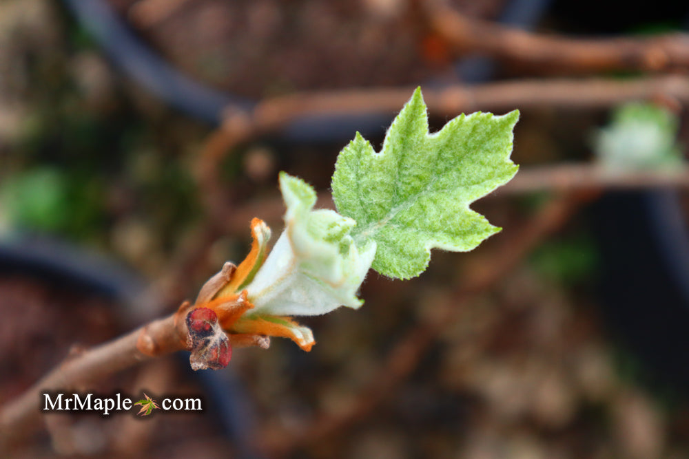Hydrangea quercifolia 'Snow Queen' Oakleaf Hydrangea