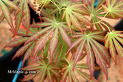 - Acer shirasawanum 'Bronze Age' Bronze Full Moon Japanese Maple - Mr Maple │ Buy Japanese Maple Trees
