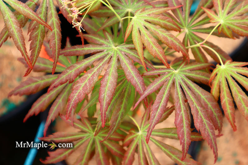 - Acer shirasawanum 'Bronze Age' Bronze Full Moon Japanese Maple - Mr Maple │ Buy Japanese Maple Trees