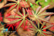 - Acer shirasawanum 'Bronze Age' Bronze Full Moon Japanese Maple - Mr Maple │ Buy Japanese Maple Trees