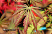 - Acer shirasawanum 'Bronze Age' Bronze Full Moon Japanese Maple - Mr Maple │ Buy Japanese Maple Trees