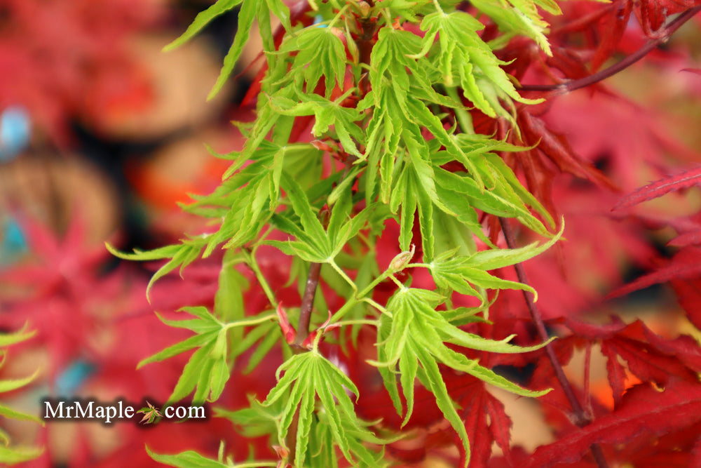 Acer palmatum 'Kurui jishi' Crazy Lion Japanese Maple