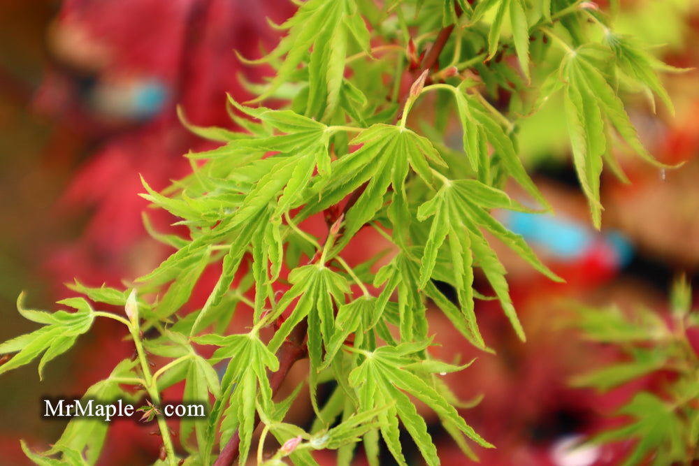 Acer palmatum 'Kurui jishi' Crazy Lion Japanese Maple