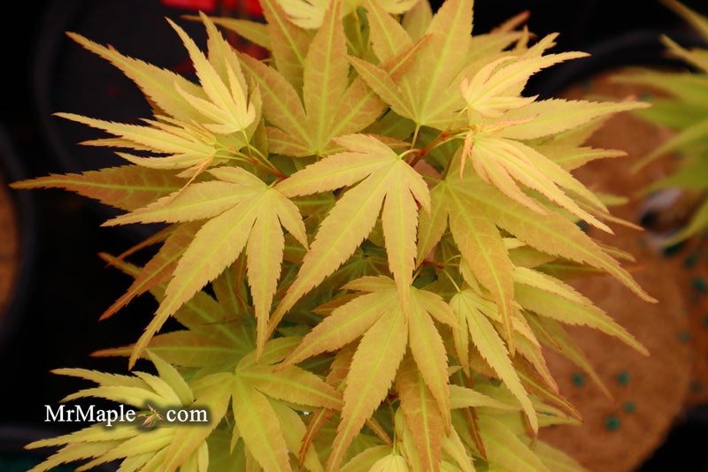 - Acer palmatum 'Mayday' Rare Dwarf Japanese Maple - Mr Maple │ Buy Japanese Maple Trees