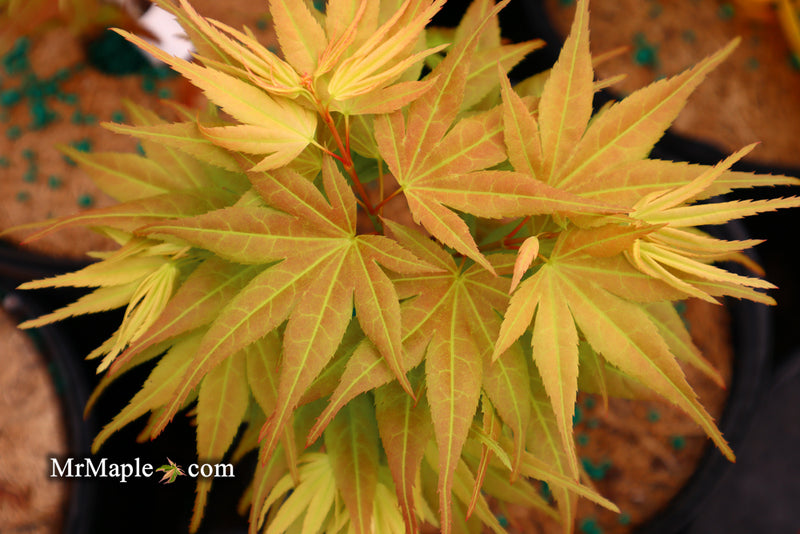 - Acer palmatum 'Mayday' Rare Dwarf Japanese Maple - Mr Maple │ Buy Japanese Maple Trees