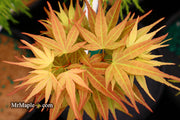 - Acer palmatum 'Mayday' Rare Dwarf Japanese Maple - Mr Maple │ Buy Japanese Maple Trees