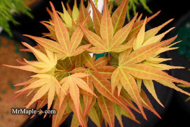 - Acer palmatum 'Mayday' Rare Dwarf Japanese Maple - Mr Maple │ Buy Japanese Maple Trees