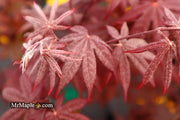 - Acer palmatum 'Emperor 1' Japanese Maple Tree - Mr Maple │ Buy Japanese Maple Trees