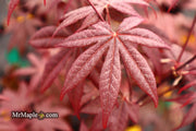 - Acer palmatum 'Emperor 1' Japanese Maple Tree - Mr Maple │ Buy Japanese Maple Trees