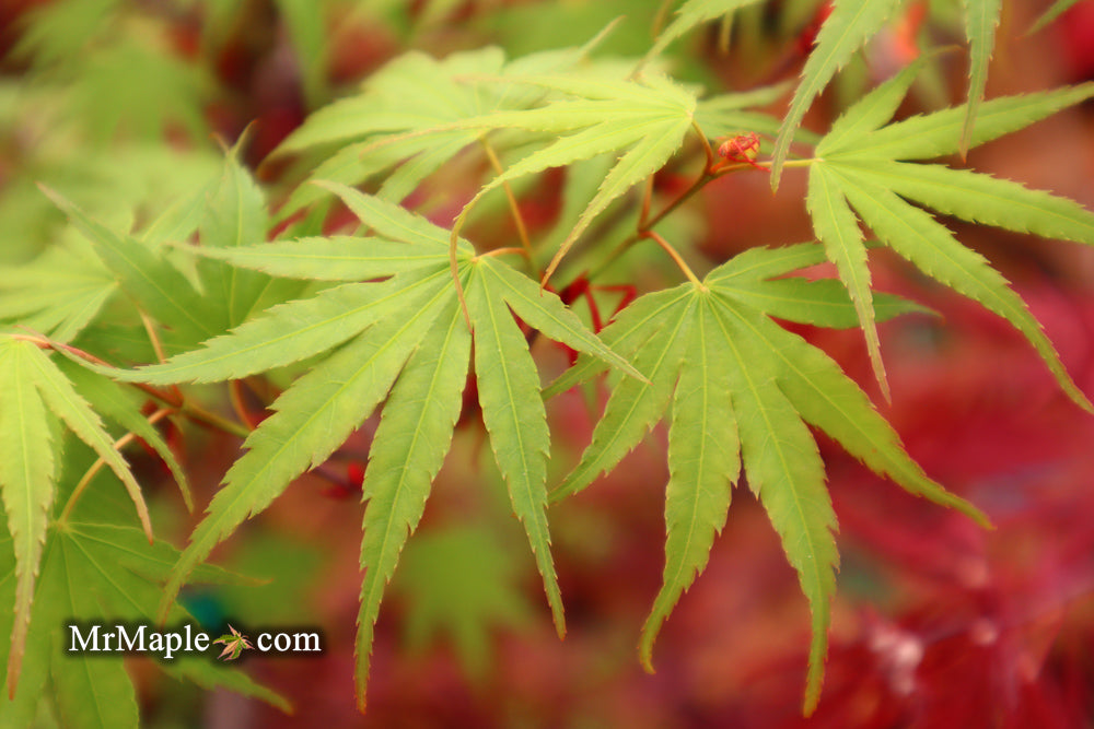 Acer palmatum 'Arakawa' Rough Bark Japanese Maple