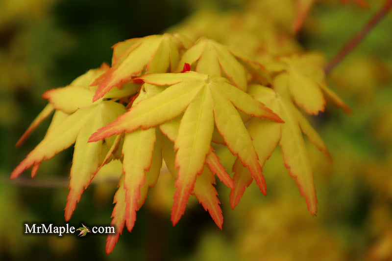 - Acer palmatum 'Golden Falls' Weeping Golden Japanese Maple - Mr Maple │ Buy Japanese Maple Trees