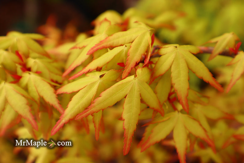 - Acer palmatum 'Golden Falls' Weeping Golden Japanese Maple - Mr Maple │ Buy Japanese Maple Trees