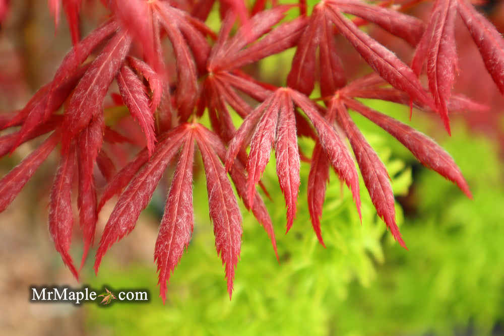 Acer palmatum x shirasawanum ‘Trompenburg' Japanese Maple
